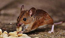 24 Hour & Emergency Exterminators in Valley Springs, AR